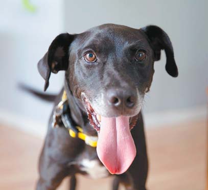 Pet of the Week